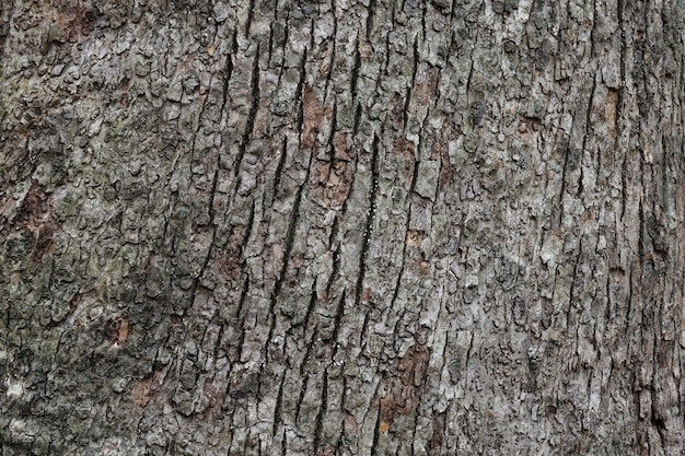 Free photo texture of old trunk