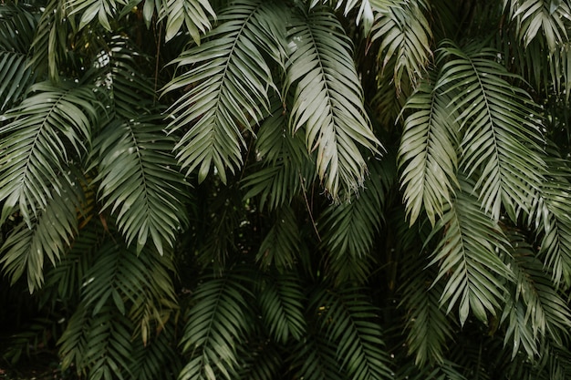 Free photo texture of palm tree leaves - perfect for wallpaper or background