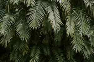 Free photo texture of palm tree leaves - perfect for wallpaper or background