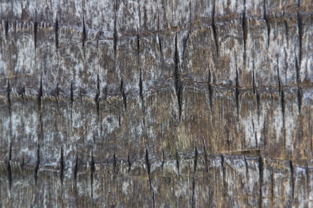 Texture of palm tree trunk