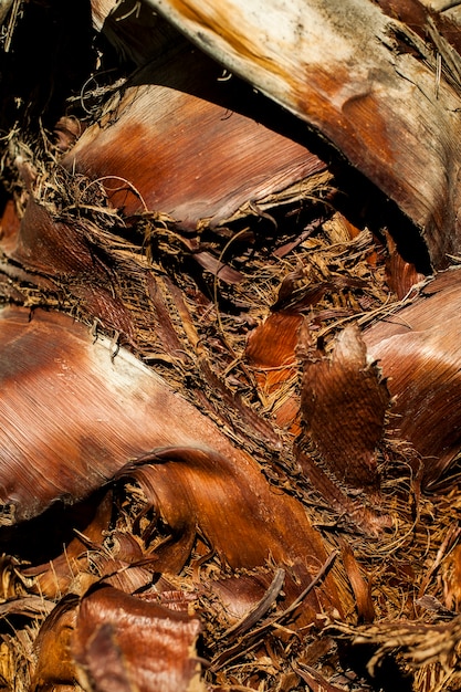 Free Photo texture of palm tree trunk