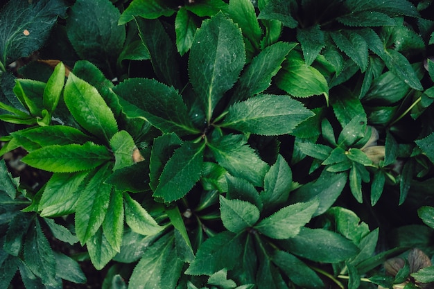 Textured natural background of many green leaves