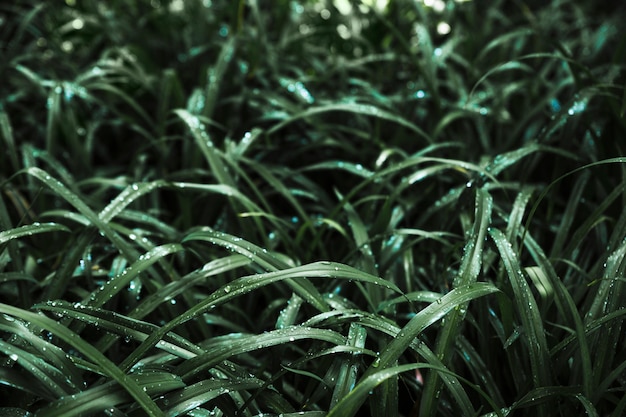 Free photo thicket of dark wet grass