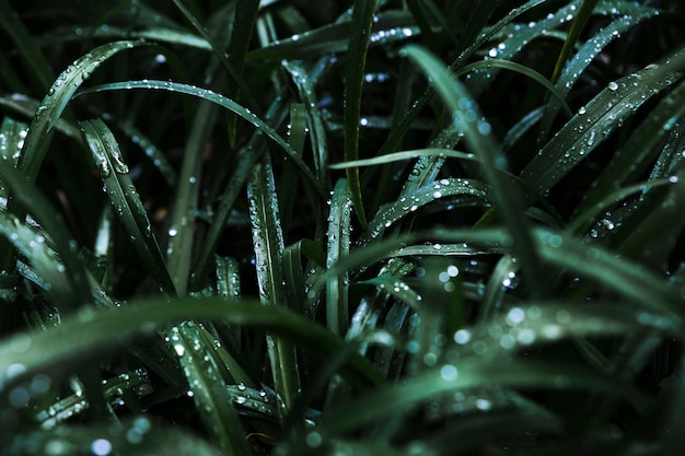 Free Photo thicket of dark wet grass