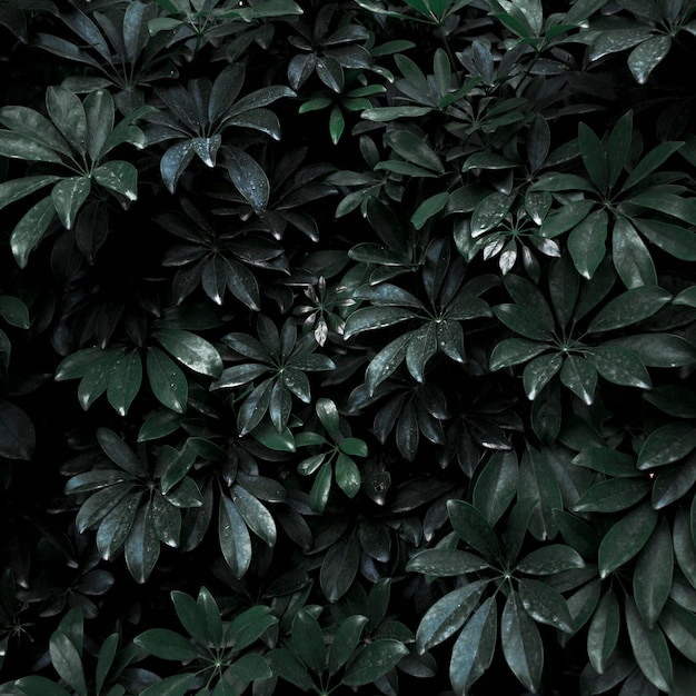 Free Photo thicket of tropical plant