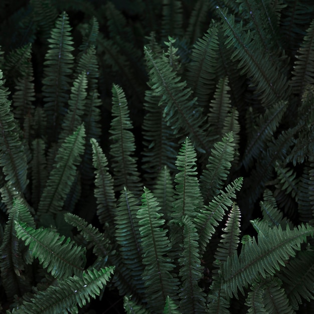 Free photo thicket of wild fern