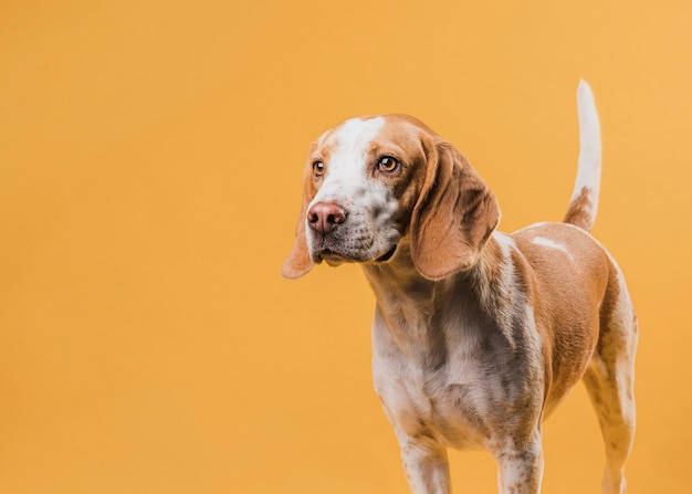 Thinking lovely dog looking away