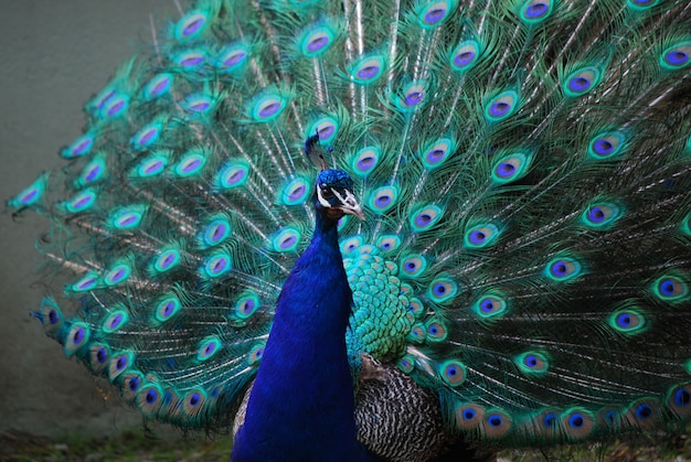 Free photo this peacock is attempting to attract his mate with his feather's expanded