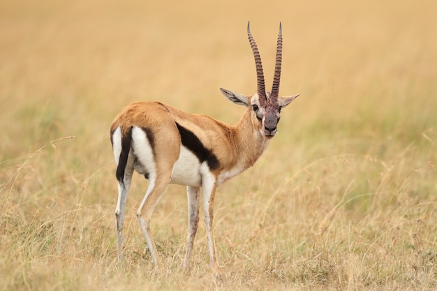 Free photo thompson's gazelle in the middle of a field covered with grass