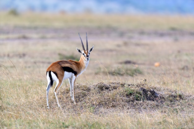 Thomson's gazelle on savanna in National park of Africa