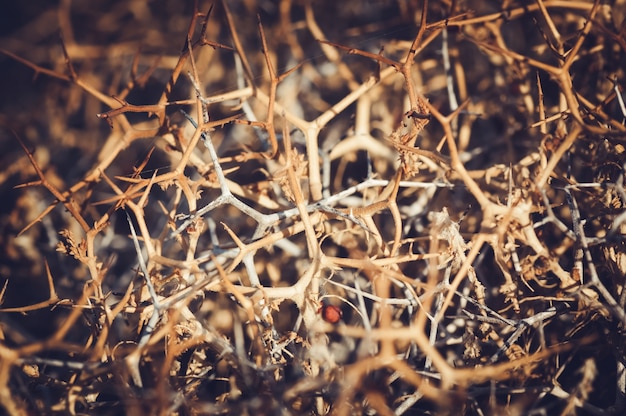 Thorny hedge. Natural background