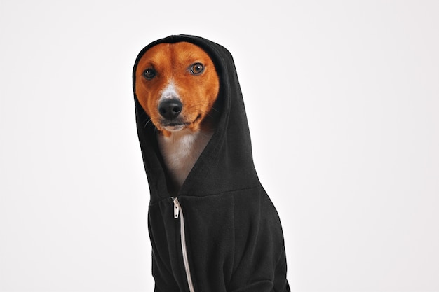 Free photo thoughtful and frightened looking brown and white dog in black cotton hoodie with hood up