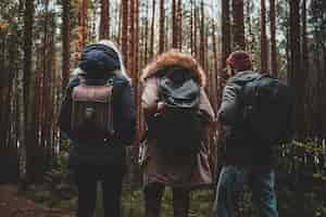 Free photo three best friends are hiking in autumn pine forest with backpacks.