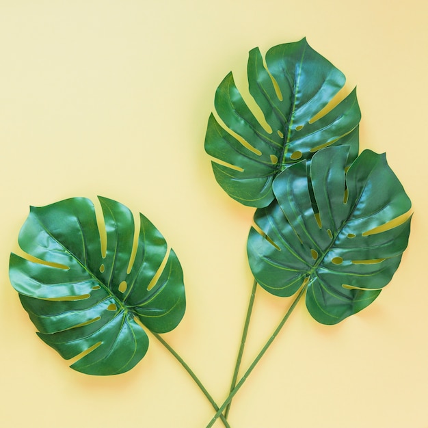 Free photo three big green palm leaves on table