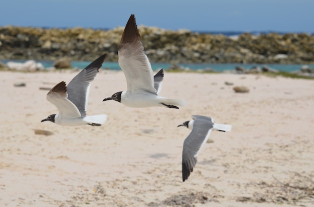 Free photo three carribean laughing gulls in flight over baby beach