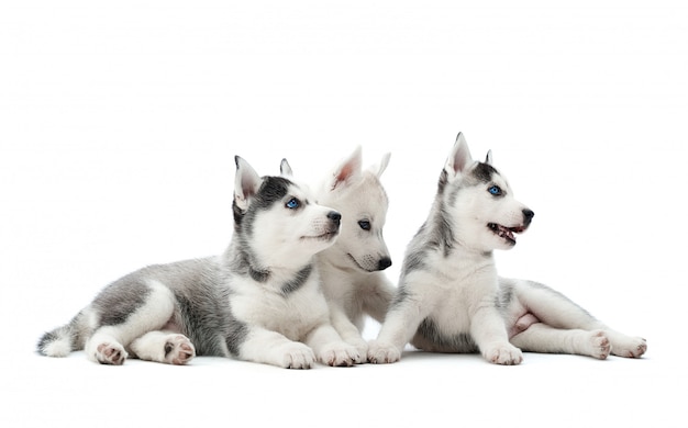 Three carried puppies of siberian husky dogs playing, sitting  on floor, lying, waiting for food, looking away. Pretty, cute group dogs with white and gray fur, blue eyes, like wolf.