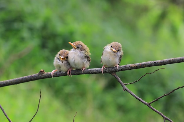 Free photo three chicks on a branch waiting for their mother