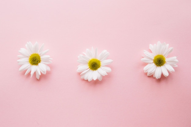 Free photo three daises on a row over a light pink background