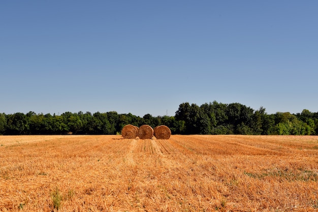 Free Photo three dry grass hays on an agricultural field surrounded by greens under the blue sky