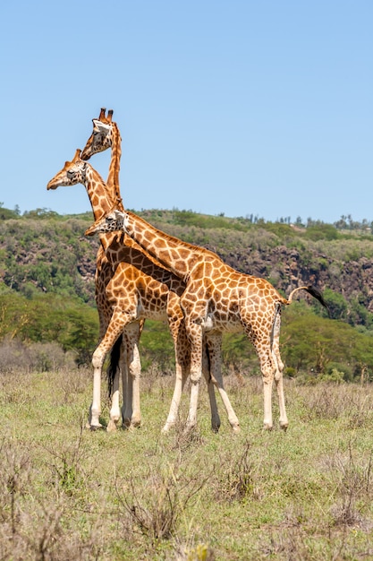 Three giraffes herd in savannah