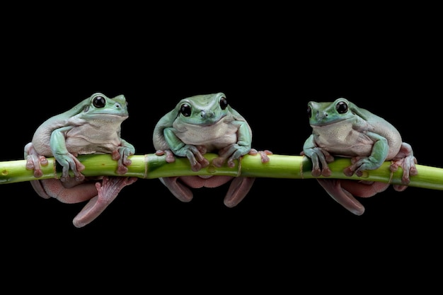 Free Photo three litoria caerulea tree frog on branch with black bbackground