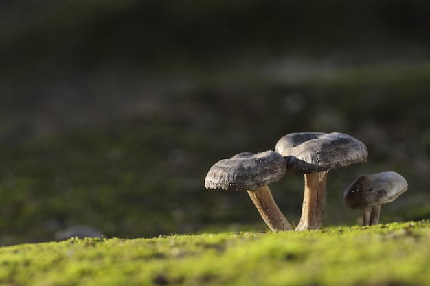 Three Lyophyllum littorina fungi