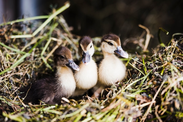 Free Photo three mallard ducklings on grass