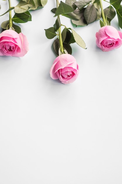 Free photo three pink roses on white background