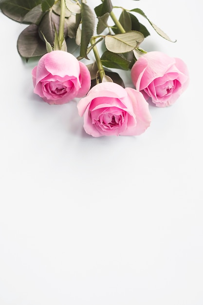 Free photo three pink roses on white background