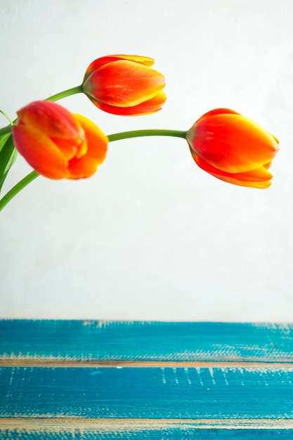 Free Photo three red tulips on white background 