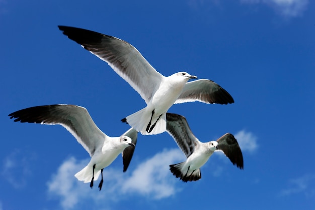 Three seagulls flying in blue sky in Mexico