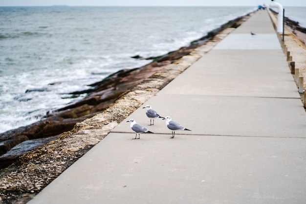 Three seagulls standing on the paved walkway next to a beach