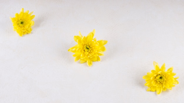 Free photo three yellow flowers on table