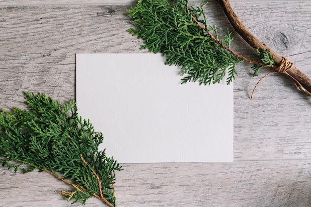 Thuja twigs on white blank paper against wooden textured backdrop