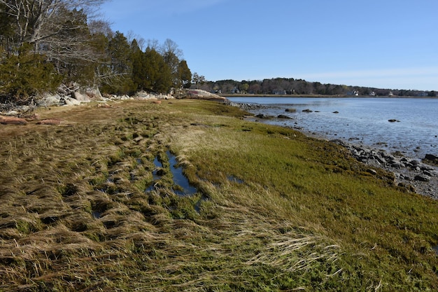 Free photo tidal pools along a salt marsh beside the ocean