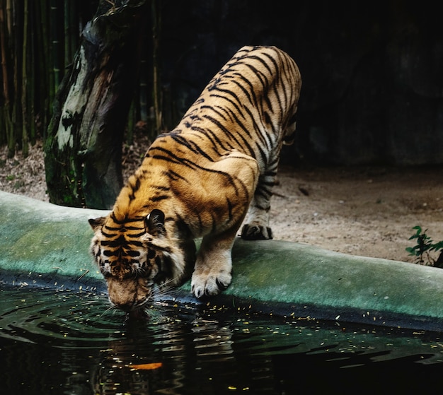 Free Photo tiger drinking water at the zoo