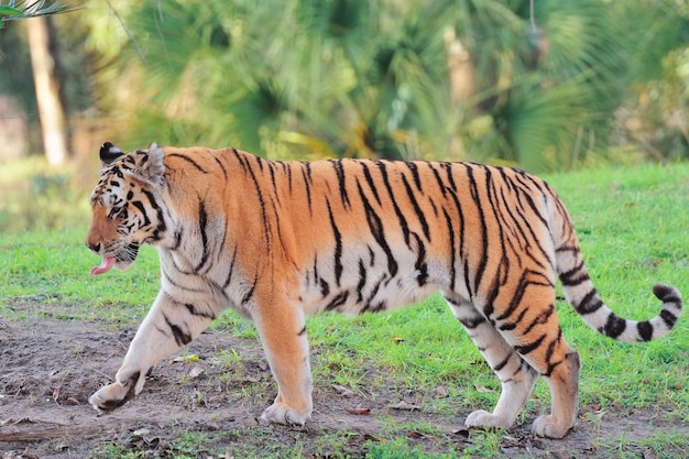 Free photo tiger on grass