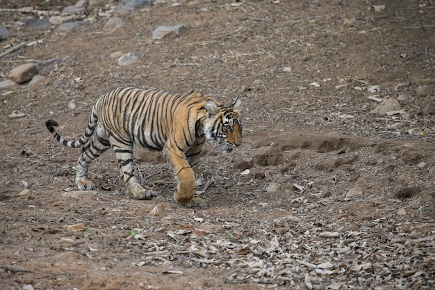 Free Photo tiger in its natural habitat