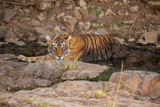 Free photo tiger in its natural habitat