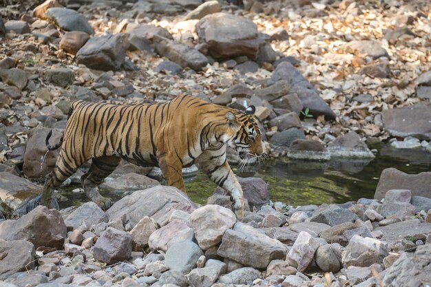 Tiger in its natural habitat