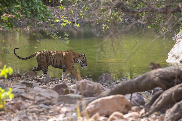 Free photo tiger in its natural habitat