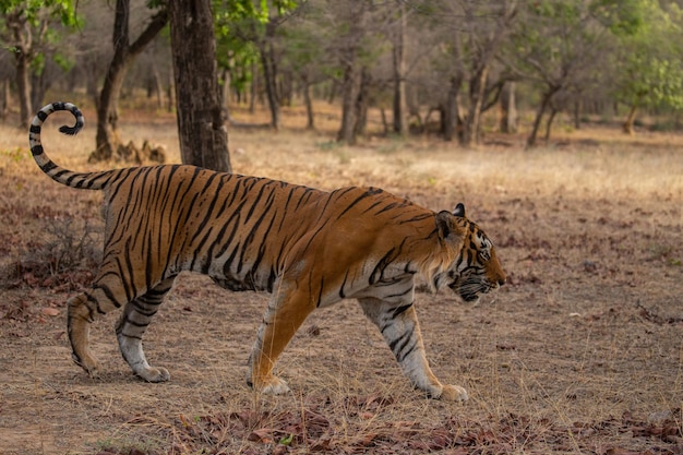 Tiger in its natural habitat