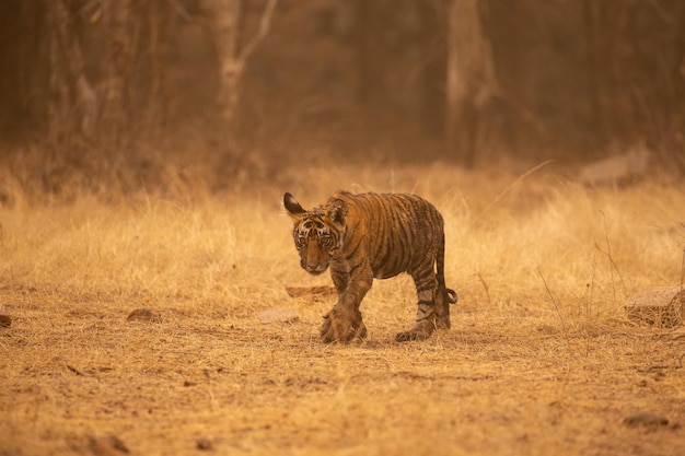 Tiger in its natural habitat