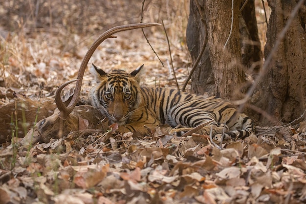 Free Photo tiger in its natural habitat