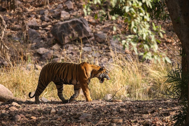 Free Photo tiger in its natural habitat