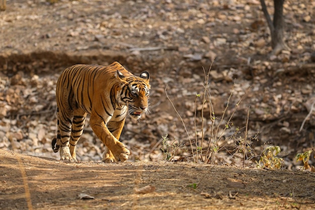 Free Photo tiger in its natural habitat