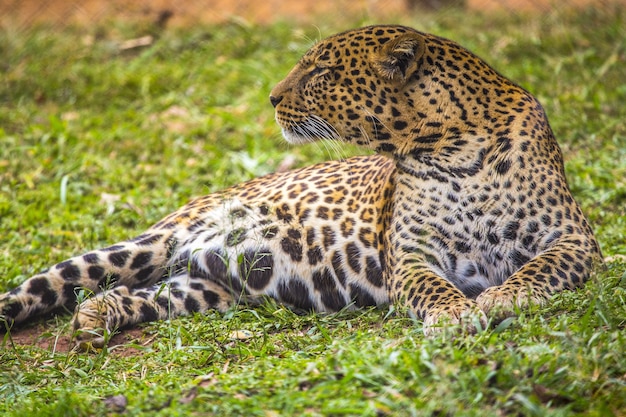 Tiger lying down on the ground in Kenya