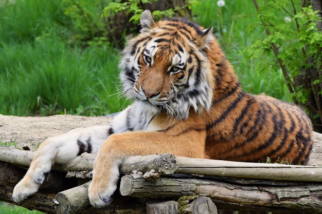 "Tiger lying on wooden floor"