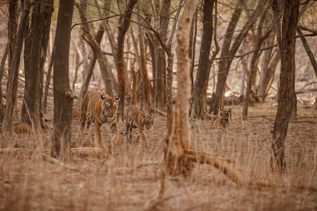 Free photo tiger in the nature habitat tiger male walking head on composition wildlife scene with danger animal hot summer in rajasthan india dry trees with beautiful indian tiger panthera tigris