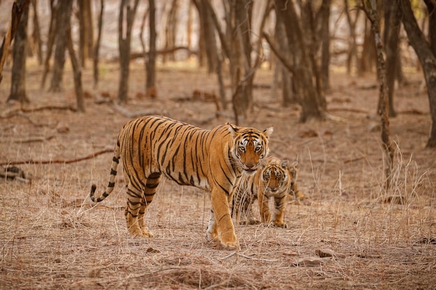 Free photo tiger in the nature habitat tiger male walking head on composition wildlife scene with danger animal hot summer in rajasthan india dry trees with beautiful indian tiger panthera tigris